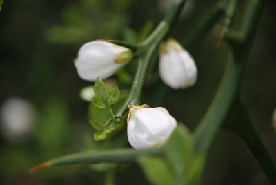 Poncirus trifoliata -citronečník trojlistý - poupata